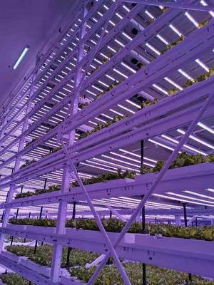 宁夏多层立体种植技术引领现代农业新潮流